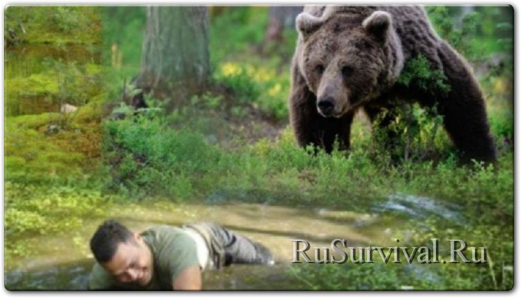 Как выжить при встрече с медведем